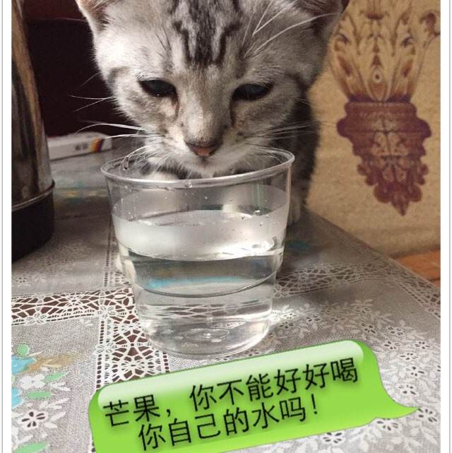 高仿西部州长大学文凭毕业证